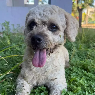 C&atilde;o d&oacute;cil &eacute; resgatado no Jardim dos Estados e aguarda dono ou ado&ccedil;&atilde;o