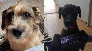 Assustados com fogos, Theo e Nina desapareceram na v&eacute;spera de Natal 