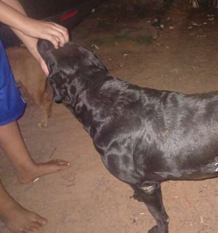 Tatuador &eacute; multado em R$ 4 mil ap&oacute;s cachorra matar gato em seu quintal