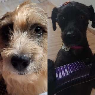 Assustados com fogos, Theo e Nina desapareceram na v&eacute;spera de Natal 