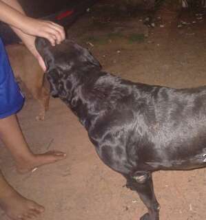 Cadela &eacute; apreendida e tatuador &eacute; multado em R$ 4 mil por morte de gato