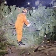 Flamboyant centen&aacute;rio cai e interdita rua no Centro de Corumb&aacute;