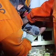 Vira-lata &ldquo;curioso&rdquo; fica com a cabe&ccedil;a presa em port&atilde;o e &eacute; resgatado por bombeiro