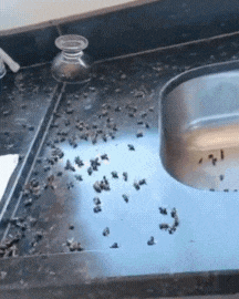 Abelhas invadem casa e fam&iacute;lia fica presa no quarto