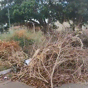 Abandonados h&aacute; 1 m&ecirc;s, galhos de poda se acumulam em pra&ccedil;a e atraem mosquitos