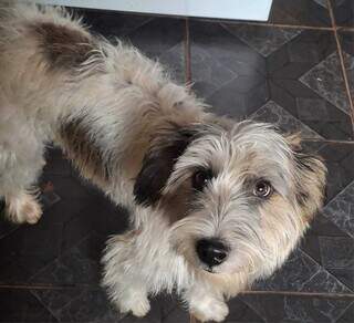 Assustados com fogos, Theo e Nina desapareceram na v&eacute;spera de Natal 