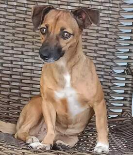 Cadela que ajudou tutora a enfrentar a depress&atilde;o desaparece no Jardim Semin&aacute;rio