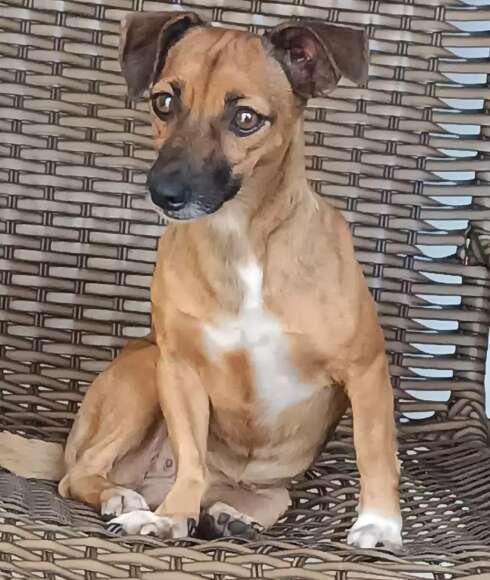 Cadela que ajudou tutora a enfrentar depressão desaparece no Seminário