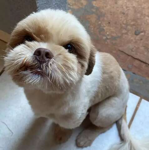 Fam&iacute;lia procura lhasa apso que sumiu durante mudan&ccedil;a no Parque do Lageado