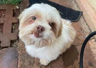 Fam&iacute;lia procura lhasa apso que sumiu durante mudan&ccedil;a no Parque do Lageado