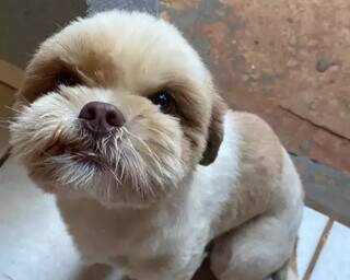 Fam&iacute;lia procura lhasa apso que sumiu durante mudan&ccedil;a no Parque do Lageado