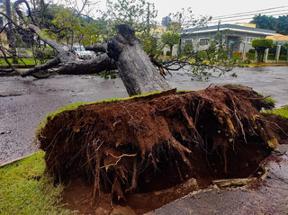Nova lei permite poda de &aacute;rvores quando &oacute;rg&atilde;os n&atilde;o responderem