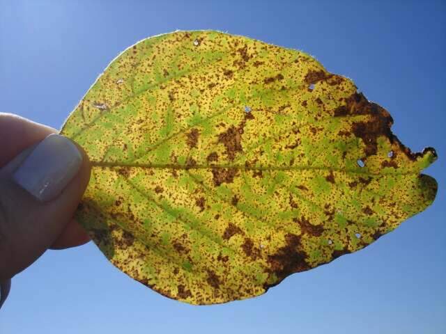 Ferrugem asi&aacute;tica avan&ccedil;a e novos focos s&atilde;o confirmados em quatro munic&iacute;pios