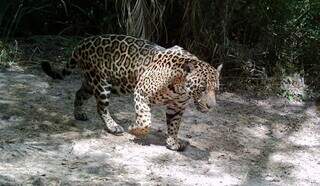 Para proteger on&ccedil;as e popula&ccedil;&atilde;o, MPF quer a&ccedil;&atilde;o contra felinos em &aacute;rea urbana