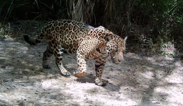 Para proteger on&ccedil;as e popula&ccedil;&atilde;o, MPF quer a&ccedil;&atilde;o contra felinos em &aacute;rea urbana