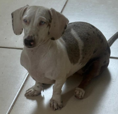 Cega e epil&eacute;ptica, Surdinha desapareceu na Vila Nossa Senhora das Gra&ccedil;as