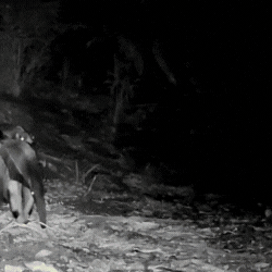 Kadiw&eacute;u filmam fauna no Pantanal e preparam cartilha bil&iacute;ngue para 2026