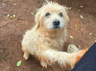 Com medo de fogos e chuva, Diana continua desaparecida desde a v&eacute;spera do Natal