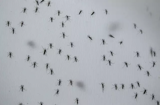 Com tipo 3 da dengue circulando, Wolbachia terá grande teste em 2026 Com tipo 3 da dengue circulando, Wolbachia terá grande teste em 2026