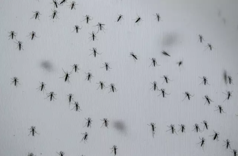 Com tipo 3 da dengue circulando, Wolbachia ter&aacute; grande teste em 2026