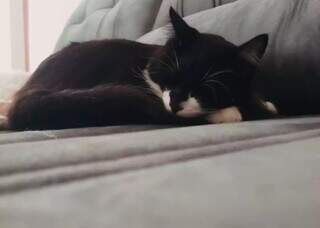 Gato parece desapegado, mas pode esperar muito seu dono e adoecer