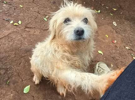 Com medo de fogos e chuva, Diana continua desaparecida desde a v&eacute;spera do Natal