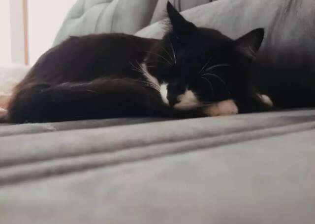 Gato parece desapegado, mas pode esperar muito seu dono e adoecer