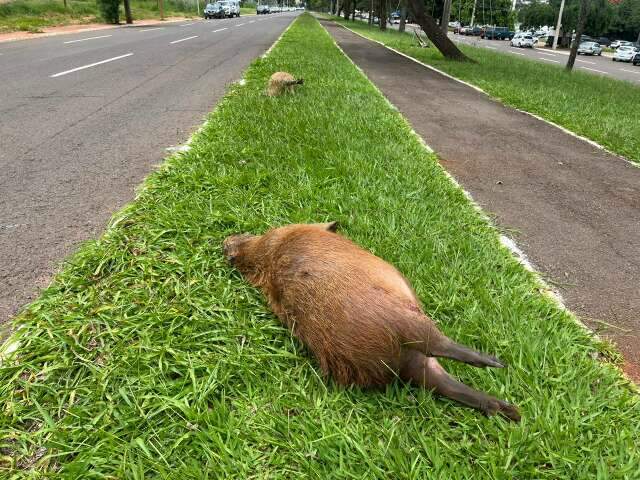 Filhotes de capivara s&atilde;o encontrados mortos em canteiro da Afonso Pena