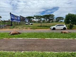 Filhotes de capivara s&atilde;o encontrados mortos em canteiro da Afonso Pena