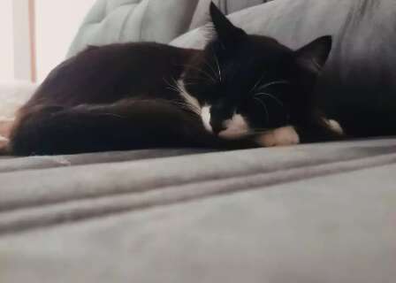 Gato parece desapegado, mas pode esperar muito seu dono e adoecer