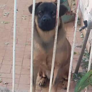 Cadelinha de um ano foge assustada com fogos no Taquarussu