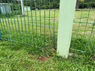 Filhotes de capivara s&atilde;o encontrados mortos em canteiro da Afonso Pena