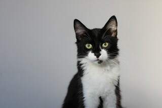 Gato parece desapegado, mas pode esperar muito seu dono e adoecer