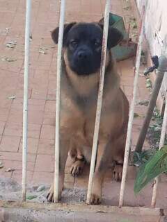 Cadelinha de um ano foge assustada com fogos no Taquarussu
