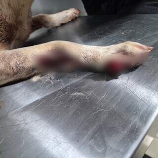 Antes do Ano-Novo, fogos ferem cachorra e tutora pede consci&ecirc;ncia