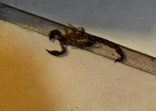 Moradores denunciam infesta&ccedil;&atilde;o de escorpi&otilde;es e insetos em condom&iacute;nio da Capital