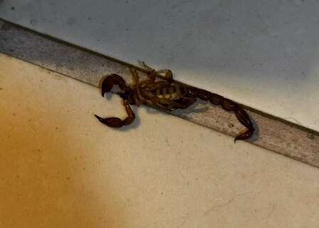 Moradores denunciam infesta&ccedil;&atilde;o de escorpi&otilde;es e insetos em condom&iacute;nio da Capital