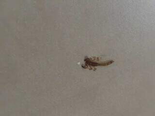 Moradores denunciam infesta&ccedil;&atilde;o de escorpi&otilde;es e insetos em condom&iacute;nio da Capital