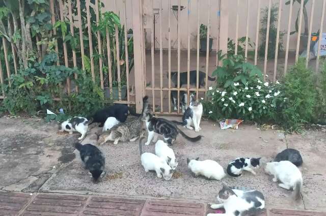 Pode colocar ra&ccedil;&atilde;o na rua? veja quando o cuidado com animais se torna multa