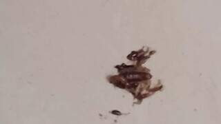 Moradores denunciam infesta&ccedil;&atilde;o de escorpi&otilde;es e insetos em condom&iacute;nio da Capital