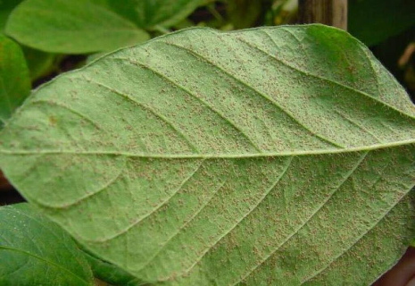 Prazo para cadastro de &aacute;reas de soja termina em 10 dias