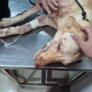 Antes do Ano-Novo, fogos ferem cachorra e tutora pede consci&ecirc;ncia