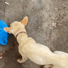 Cadela em situa&ccedil;&atilde;o de maus-tratos &eacute; resgatada ap&oacute;s den&uacute;ncia de vizinho