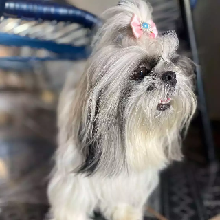 Viu a Luna? Fam&iacute;lia oferece recompensa por paradeiro de Shih Tzu