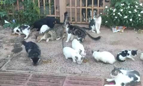 Pode colocar ra&ccedil;&atilde;o na rua? Veja quando o cuidado com animais se torna multa