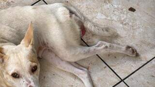 Cadela em situa&ccedil;&atilde;o de maus-tratos &eacute; resgatada ap&oacute;s den&uacute;ncia de vizinho