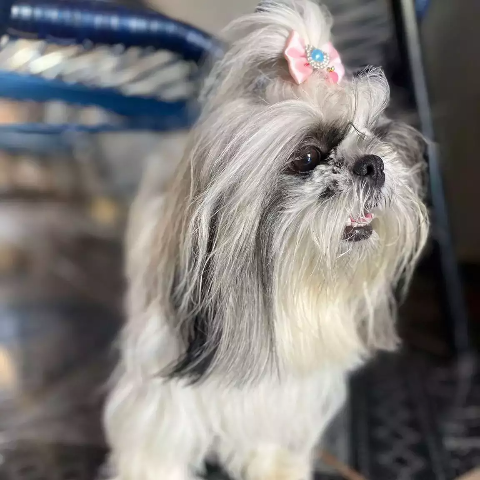 Viu a Luna? Fam&iacute;lia oferece recompensa por paradeiro de Shih Tzu