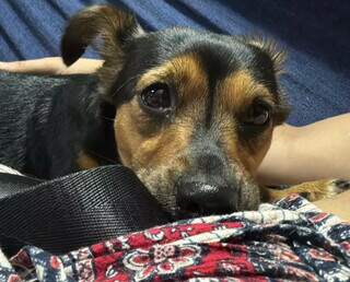 Pet passou mal depois das festas? Veja o que pode ter acontecido