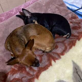 Em noite de muito barulho, Cachorrinha foge no Mata do Jacinto