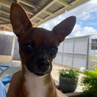 Em noite de muito barulho, Cachorrinha foge no Mata do Jacinto